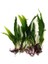 Java Fern Bağ 4-5 Yaprak 10-15 cm 1