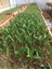 Salep Fidesi 250 Adet 4