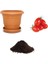 Saksılık Zeytin Domates Tohumu Ekim Seti 1