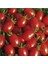 Saksılık Zeytin Domates Tohumu Ekim Seti 2