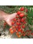 Saksılık Zeytin Domates Tohumu Ekim Seti 3