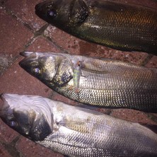 Hanfish Zıpır kg 50MM 4,5gr  Maket Balık