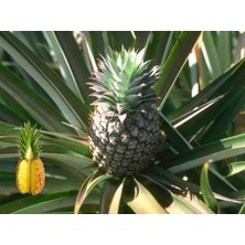 Grow Botanik Ananas Meyve Fidanı