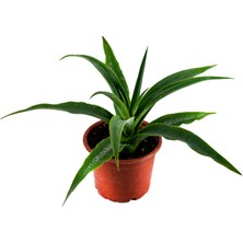 Grow Botanik Ananas Meyve Fidanı