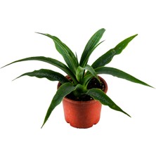 Grow Botanik Ananas Meyve Fidanı