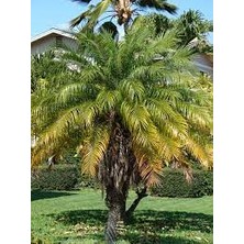 Grow Botanik Palmiye Ağacı Fidanı (Phoenix Roebelenii)