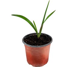 Grow Botanik Palmiye Ağacı Fidanı (Phoenix Roebelenii)