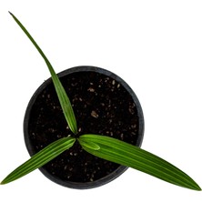 Grow Botanik Palmiye Ağacı Fidanı (Phoenix Roebelenii)