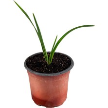 Grow Botanik Palmiye Ağacı Fidanı (Phoenix Roebelenii)