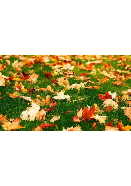 BENEFIT Kışa hazırlık çim bakım gübresi 16-10-10+ME 5 kg modelleri