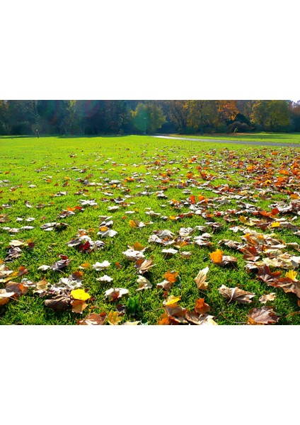 BENEFIT Kışa hazırlık çim bakım gübresi 16-10-10+ME 5 kg fırsatları