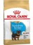 Puppy Yorkshire Terrier Yavru Köpek Maması 1,5 kg 1