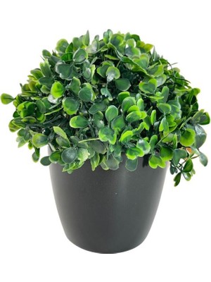 Nettenevime Yapay Çiçek Şimşir Bonus 1919 x 17 x 17 cm Yapay Bitki Siyah Plastik Saksılı Dekoratif Süs Çiçeği