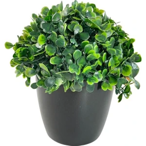 Yapay Çiçek Şimşir Bonus 1919 x 17 x 17 cm Yapay Bitki Siyah Plastik Saksılı Dekoratif Süs Çiçeği