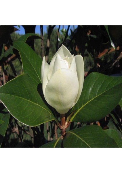 3 Yaş Saksida Manolya Çi̇çeği̇ Fi̇dani Boy 70-90 cm