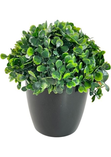 Yapay Çiçek Şimşir Bonus 1919 x 17 x 17 cm Yapay Bitki Siyah Plastik Saksılı Dekoratif Süs Çiçeği