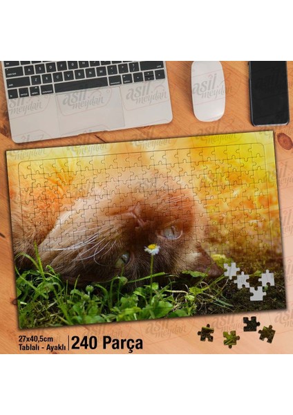 Asil Hobi -Scottish Kedi - Papatya - Doğa - Hayvan - Yapboz - Ayak Destekli 240 Parça Puzzle