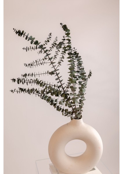 Şoklanmış Okaliptus - Yeşil Kücük Yapraklı Okaliptus