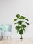 Yapay Ağaç Monstera 18 Dallı Çalılı Gövde 120 x 60 cm Gümüş Aleminyum Saksıda 3