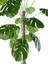 Yapay Ağaç Monstera 18 Dallı Çalılı Gövde 120 x 60 cm Gümüş Aleminyum Saksıda 5