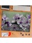 Petunya Beyaz Mor Çiçek 240 Parça Puzzle Yapboz TABLO-4A5FBB 1