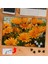 Turuncu Kır Çiçekleri 240 Parça Puzzle YAPBOZ-KS70396 1