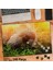 Asil Hobi -Scottish Kedi - Papatya - Doğa - Hayvan - Yapboz - Ayak Destekli 240 Parça Puzzle 1