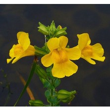 Sarı Mimulus Misk Çiçeği F1 Tohumu ( 30 Tohum )