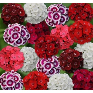 Karışık Iri Hüsnüyusuf Çiçeği F1 Tohumu ( 50 Tohum )