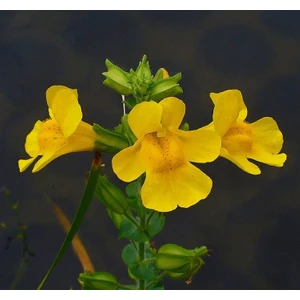 Sarı Mimulus Misk Çiçeği F1 Tohumu ( 30 Tohum )