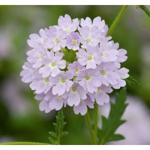 Gümüş Mine Çiçeği F1 Tohumu ( 20 Tohum )