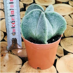 Egzotik Bahçe Astrophytum Myriostigma M. Sarı Çiçek Açan Benekli Nadir Tür Kaktüs