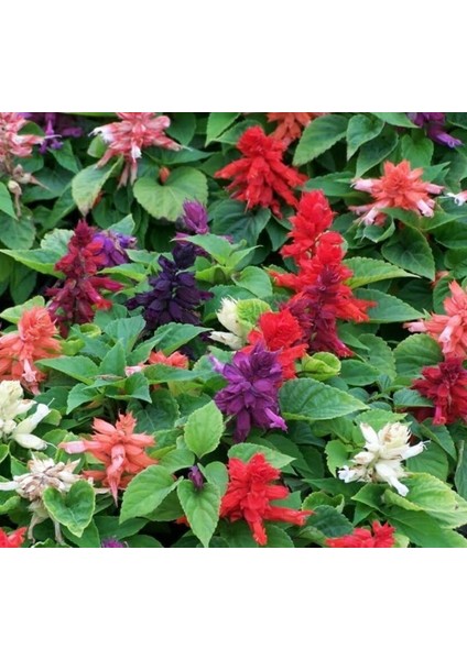 Karışık Salvia Ateş Çiçeği F1 Tohumu ( 30 Tohum )