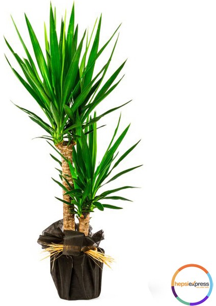 Ikili Yukka (Yucca)