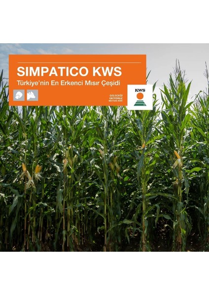 70 Günlük Silaj Mısır Tohumu-Simpatico-Kws-En Erkenci Mısır modelleri