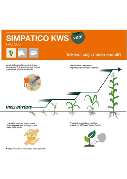 70 Günlük Silaj Mısır Tohumu-Simpatico-Kws-En Erkenci Mısır fırsatları