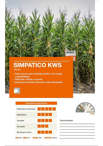 70 Günlük Silaj Mısır Tohumu-Simpatico-Kws-En Erkenci Mısır indirimleri