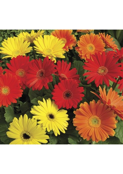 Karışık Kesme Gerbera Çiçeği F1 Tohumu ( 5 Tohum )