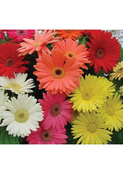 Karışık Kesme Gerbera Çiçeği F1 Tohumu ( 5 Tohum ) modelleri