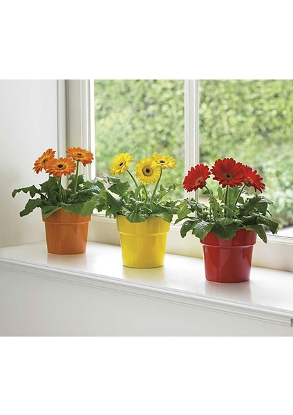 Karışık Kesme Gerbera Çiçeği F1 Tohumu ( 5 Tohum ) indirimleri