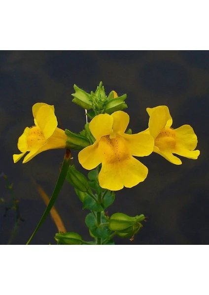 Sarı Mimulus Misk Çiçeği F1 Tohumu ( 30 Tohum )