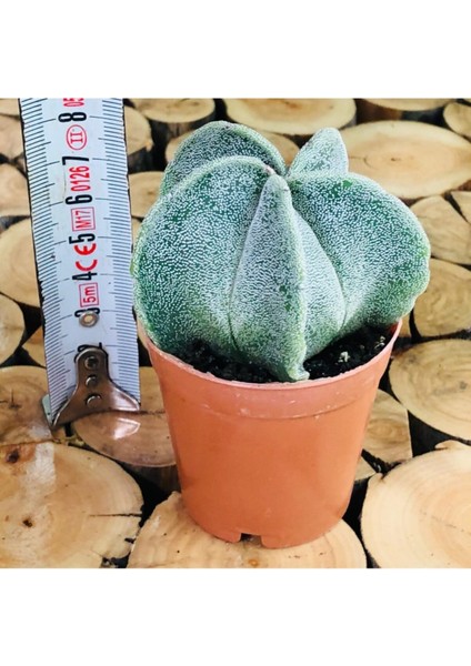 Astrophytum Myriostigma M. Sarı Çiçek Açan Benekli Nadir Tür Kaktüs