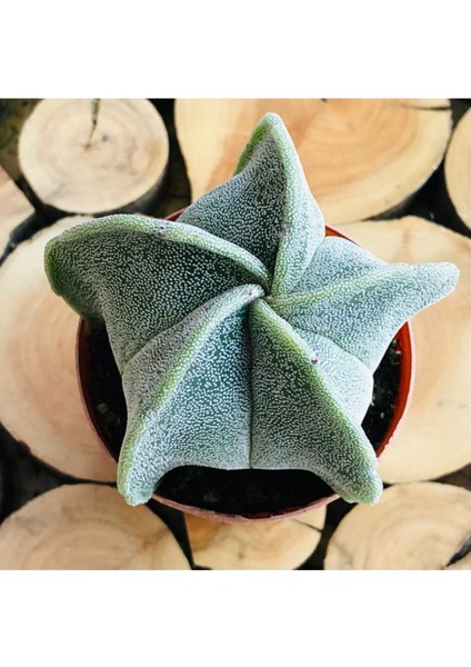 Astrophytum Myriostigma M. Sarı Çiçek Açan Benekli Nadir Tür Kaktüs