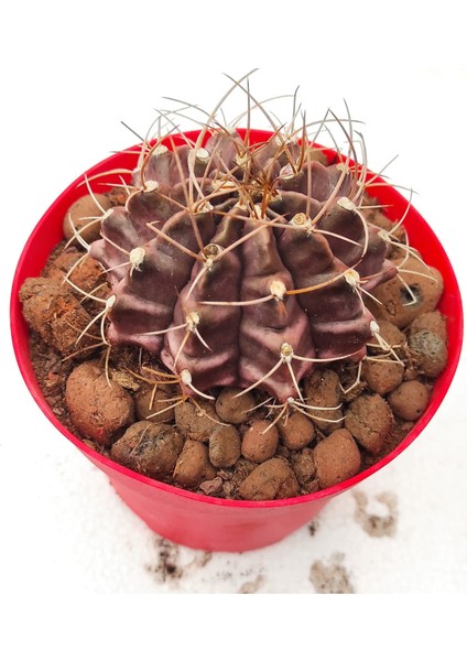 Gymnocalycium Mihanovichii