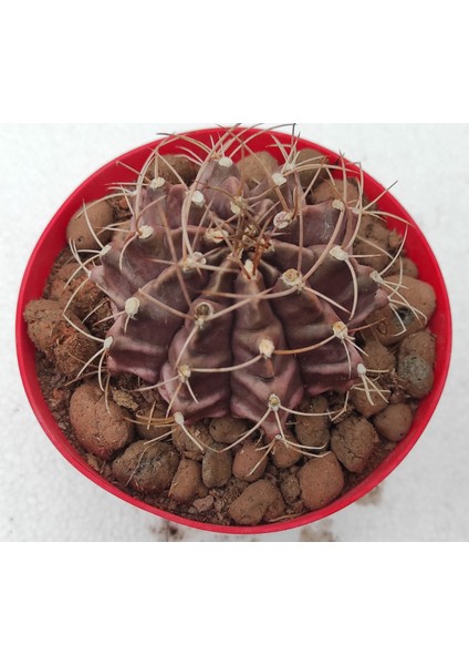 Gymnocalycium Mihanovichii