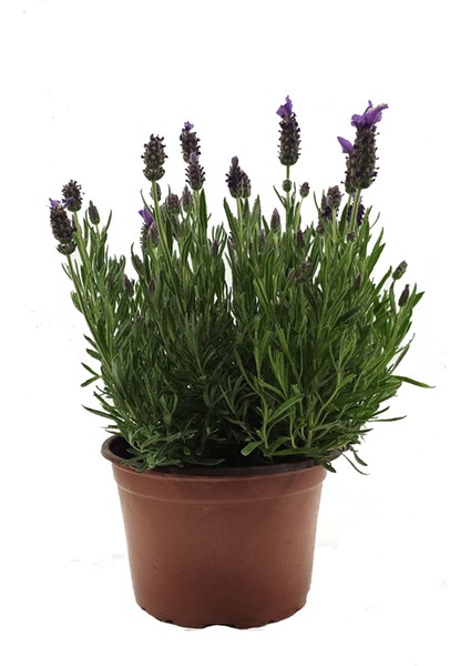 Lavandula - Lavanta Çiçeği