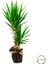 Ikili Yukka (Yucca) 1