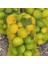 30X50 File Çuval Limon Filesi 30*50 (25 Adet) Limon Ceviz Fındık Çuvalı Çok Amaçlı 1