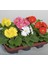 Karışık Kesme Gerbera Çiçeği F1 Tohumu ( 5 Tohum ) 2