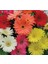 Karışık Kesme Gerbera Çiçeği F1 Tohumu ( 5 Tohum ) 3